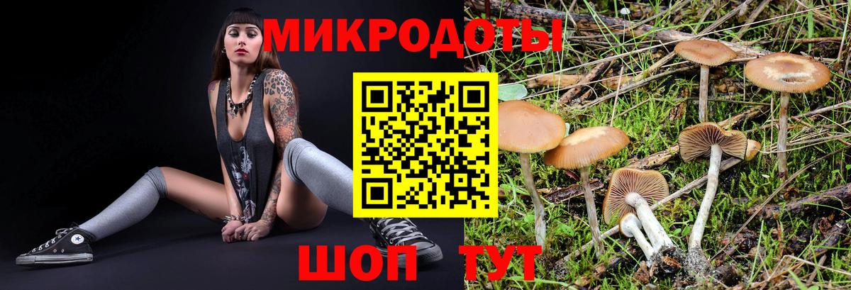 Галлюциногенные грибы Cubensis Новочеркасск